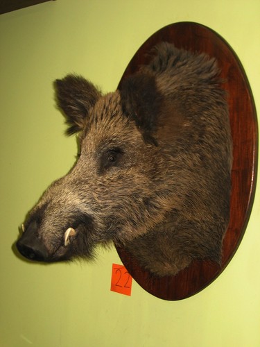 Wildschweinkopf maximum - , (22)
