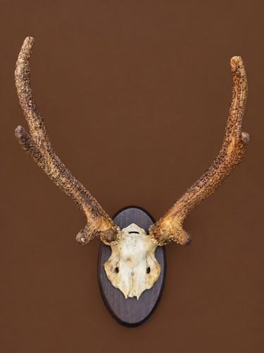 Perückenbock perückenhirsch - perückenbock,