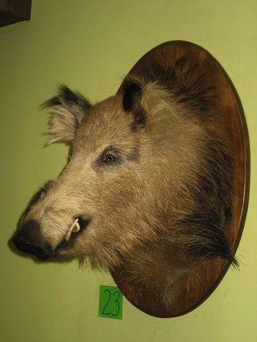 Wildschweinkopf groß - (23), +