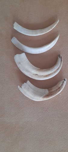 Paar warzenschwein zähne - 2,