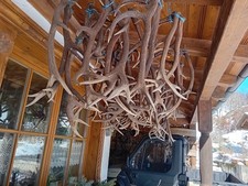 Geweihe komplett Abwurfstangen