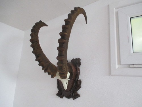 Kapitale steinbocktrophäe aus - steinbocktrophäe,