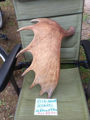 Xxl elch schaufel natur - elch,