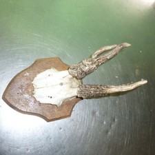 abnormes Rehbock Geweih /