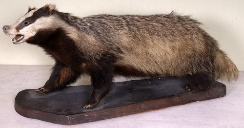 Schöner dachs mit - schöner,