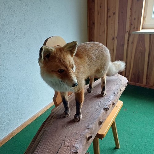 Präparierter fuchs - präparierter,