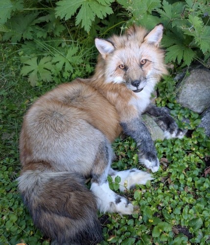 Amerikanischer rotfuchs - amerikanischer,