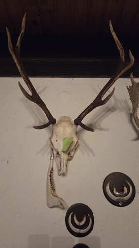 Hirschgeweih mit schädel - mit,
