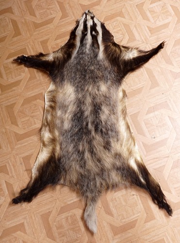 Schönes dachsfell badger fur - badger,