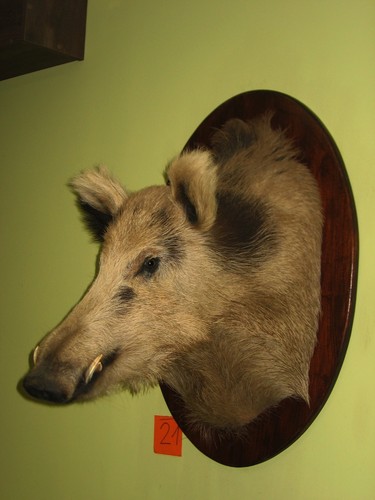 Wildschweinkopf maximum - , +