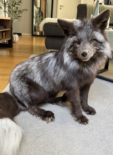Fuchs fox softmount taxidermy - fuchs,