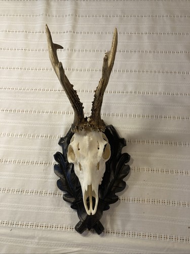 Rehbock kapitale trophäe - kapitale,