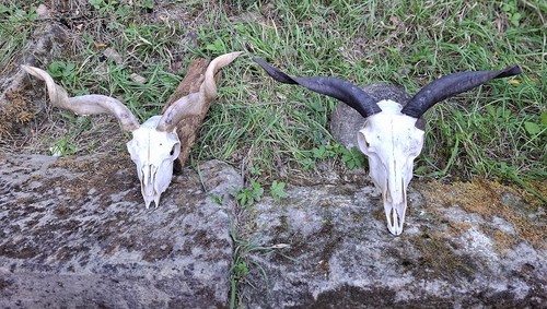 Tierschädel mit gedrehten - 2,