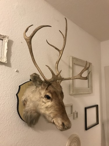 Rentier hirsch kopf geweih - rentier,
