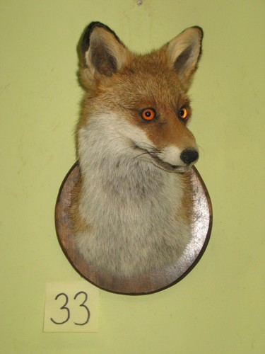 Fuchs kopf präparat - kopf,
