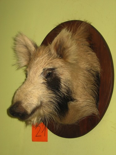 Wildschweinkopf mittel - , (21)