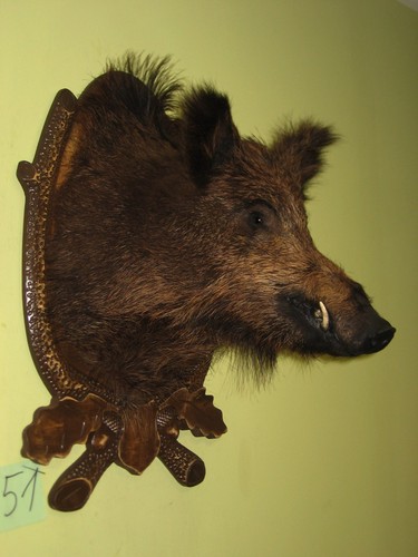 Wildschweinkopf mittel - (51), +