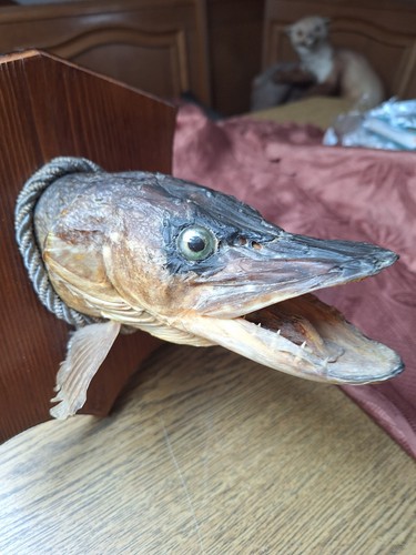 Fischpräparat tierpräparat - fischpräparat,,