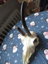 Abnormes Gamsgeweih Alter 16