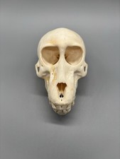 Pavian Schädel (Papio) –