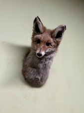 Fuchs, Präparatoren