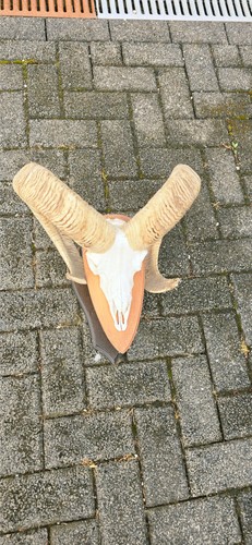 Muffelwidder trophäe mufflon - muffelwidder,