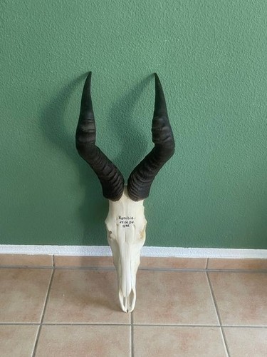 HARTEBEEST