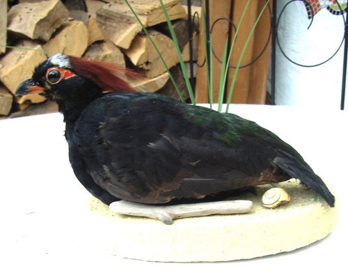 Wachtel aus zucht - wachtel,