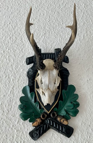 Rehgeweih bock reh geweih - bock,