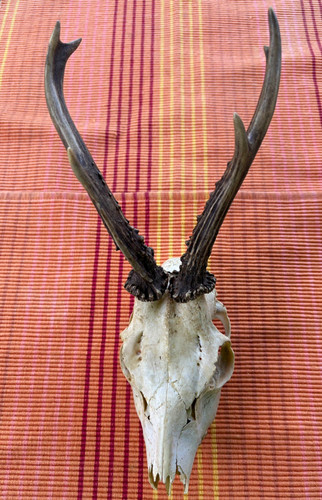 Rehgeweih bock reh geweih - rehgeweih,