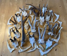 Rehgehörne Kieferäste