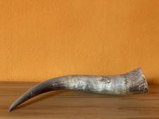 Büffelhorn ca. 50 cm