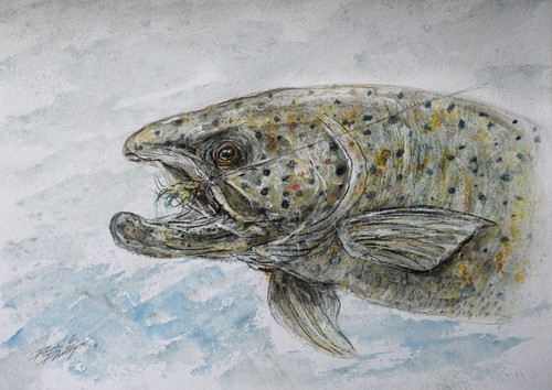 Fisch forelle angler - fisch,, forelle,