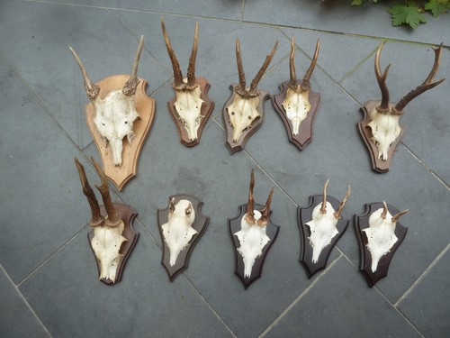 Rehgehörn damhirsch - rehgehörn,
