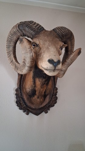 Mufflon widder kopf - mufflon-widder,