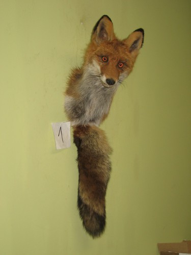 Fuchs kopf präparat - kopf, (1)