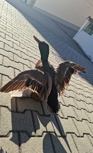 Ausgestopfte tiere altbestand - ausgestopfte,