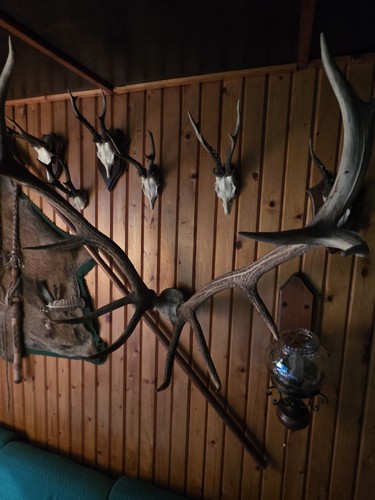 Konvolut jagdtrophäen - konvolut, –