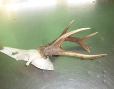 abnormes Rehbock Geweih /