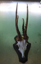 abnormes Rehbock Geweih /