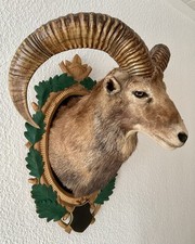 Mufflon Mufflonpräparat