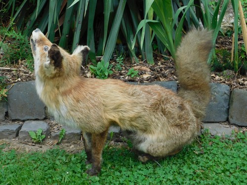 Preparierter fuchs groß - fuchs,