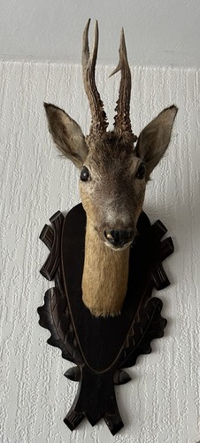 Reh tierpräparat rehbock - tierpräparat,,