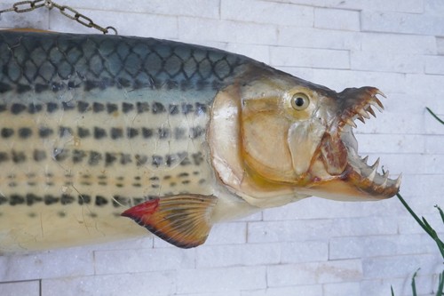 Afrikanischer tigerfisch river - afrikanischer,