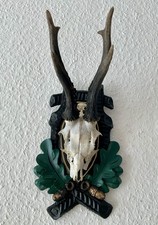 Rehgeweih Bock Reh Geweih