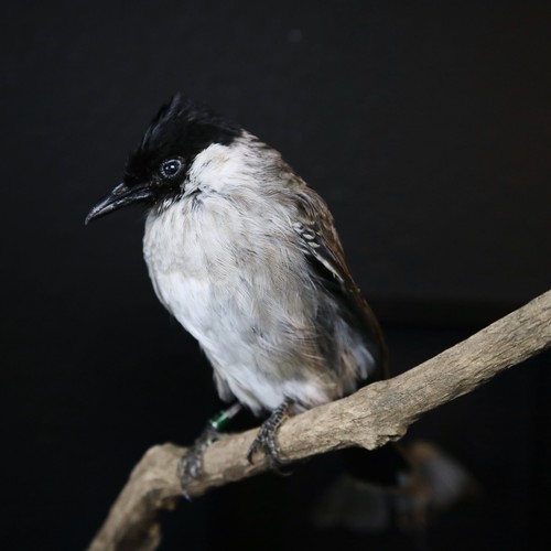 Sooty headed bulbul - sooty-headed,