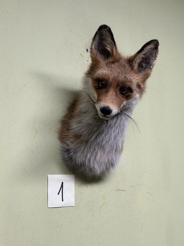 Fuchs kopf präparat red fox - red,