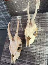 2 Reh  Schädel Vom Jungen Reh