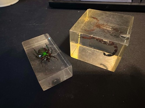 Taxadermy insekten ausgestopft - taxadermy,