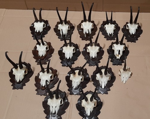 Gamskrucken trophäe jagd - 16,